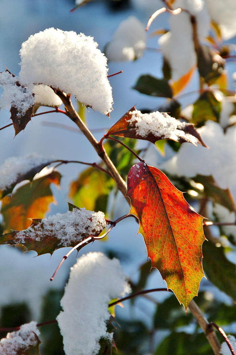 snow, winter, bush, sheet, red, leaf, plant part, autumn, beauty in nature HD wallpaper