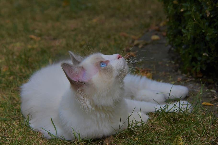 ragdoll, kitten, pet, animal themes, one animal, domestic, pets HD wallpaper