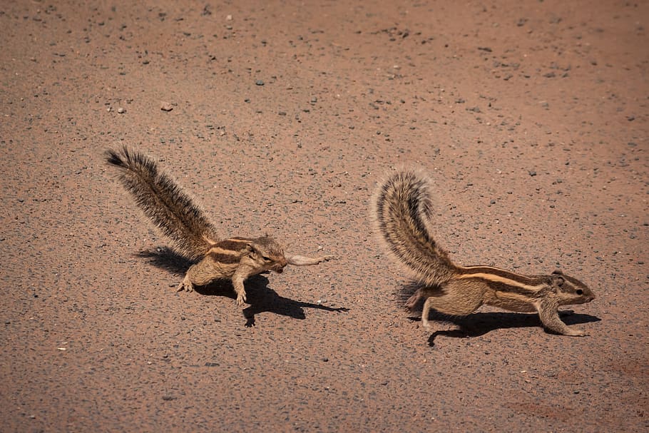two brown squirrels on sand, animal themes, animal wildlife, animals in the wild HD wallpaper