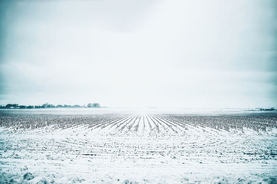 white field during daytime, cold temperature, winter, snow, tranquility HD wallpaper