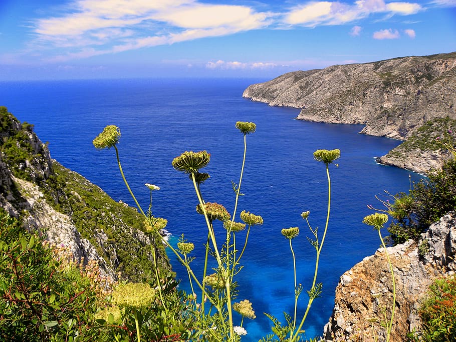 Yellow Chrysanthemums Overlooking Sea View With Mountains, bay HD wallpaper
