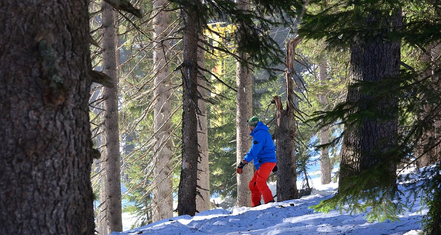 plant, tree, human, person, vegetation, forest, outdoors, nature HD wallpaper