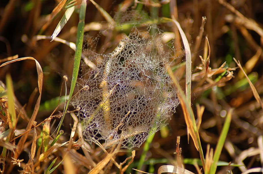 spider web, nature, forest, gossamer, honey bee, insect, invertebrate HD wallpaper