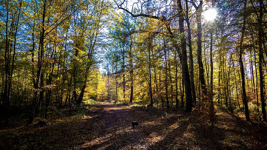 landscape, forest path, leaves, nature, autumn, tree, away HD wallpaper