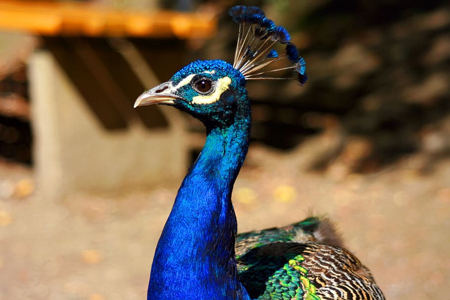 peacock, blue, bird, feather, plumage, pride, animal themes HD wallpaper