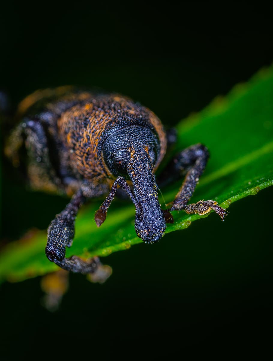 Insect On A Leaf, beetle, bug, close-up, little, macro, animal themes HD wallpaper