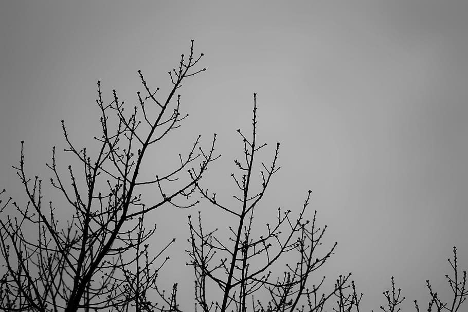 canada, vancouver, clouds, wallpaper, trees, white, black and white HD wallpaper