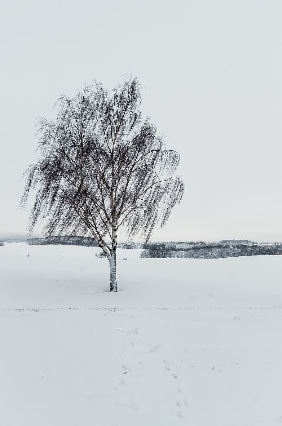 wind blowing on tree on snow filed during daytime, nature, outdoors