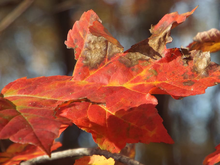 leaves, nature, autumn, leaf, plant part, change, close-up HD wallpaper