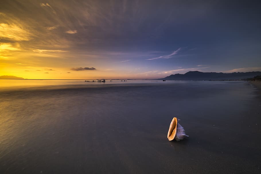 White Conch Shell Beside Shoreline, beach, clouds, dusk, golden hour HD wallpaper