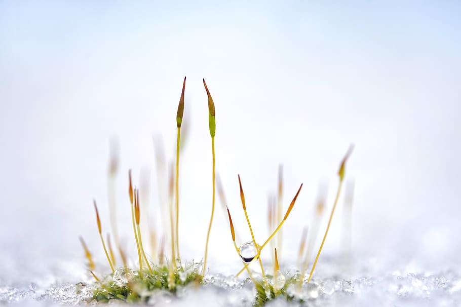 moss, plant, grass, snow, ice, drip, close up, nature, garden HD wallpaper