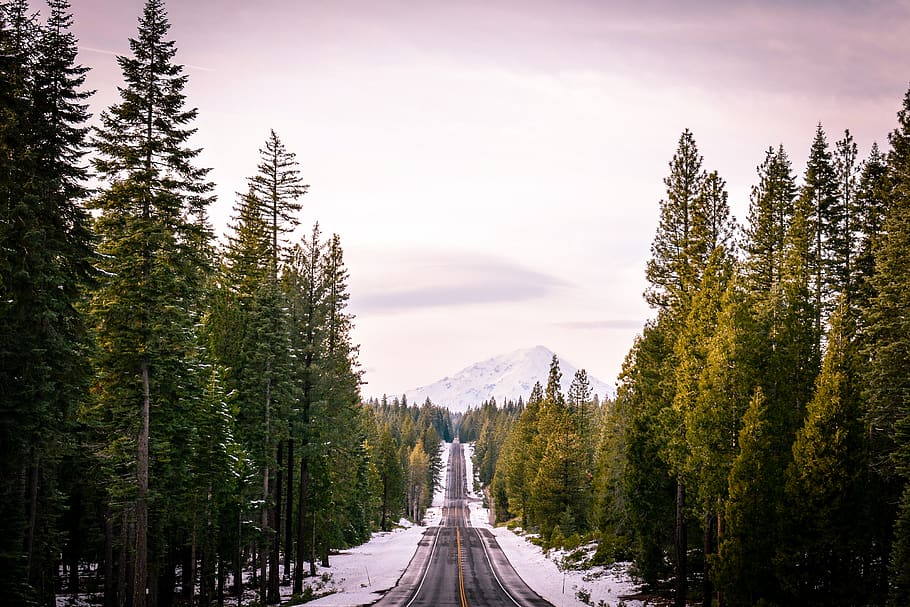 road between trees, forest, outdoors, nature, sky, perspective HD wallpaper
