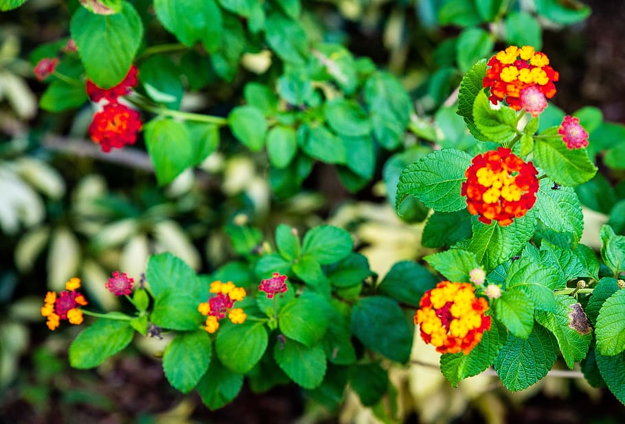 multicolor, flower, red, yellow, green, plant, plant part, leaf HD wallpaper
