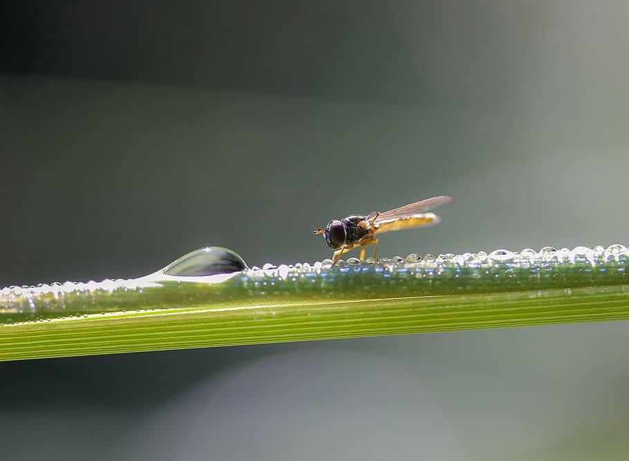 fly, insect, nature, macro, green, insects, arthropod, wing HD wallpaper