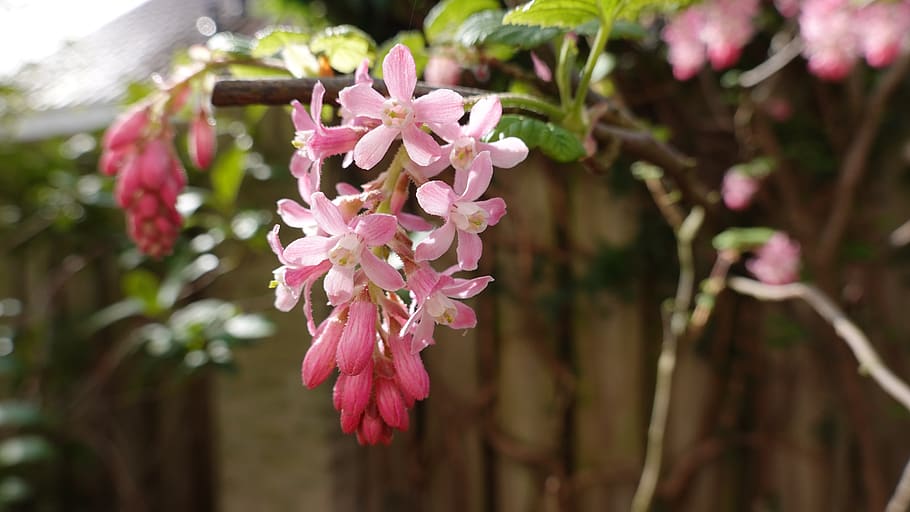 ribes, bush, pink, bloom, spring, garden, blossom, nature, flower HD wallpaper