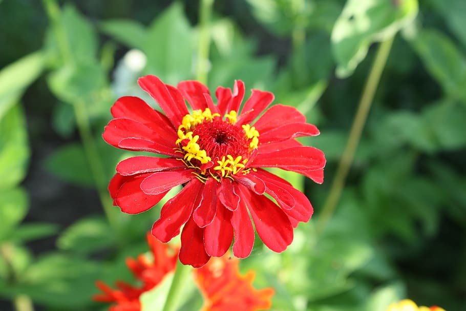 flowers, nature, spring, in the summer of, garden, petals, colorful HD wallpaper