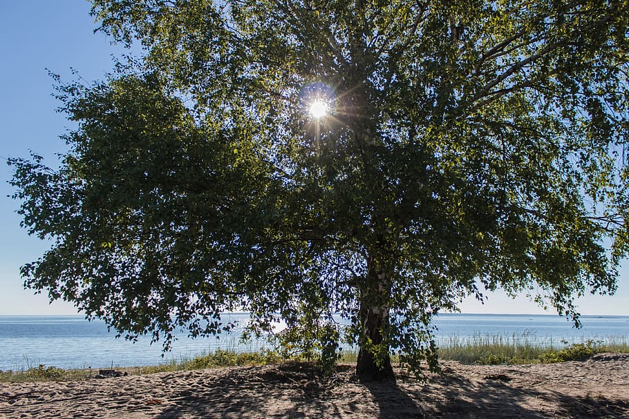 tree, sun, landscape, trees, nature, forests, sky, in the summer of HD wallpaper
