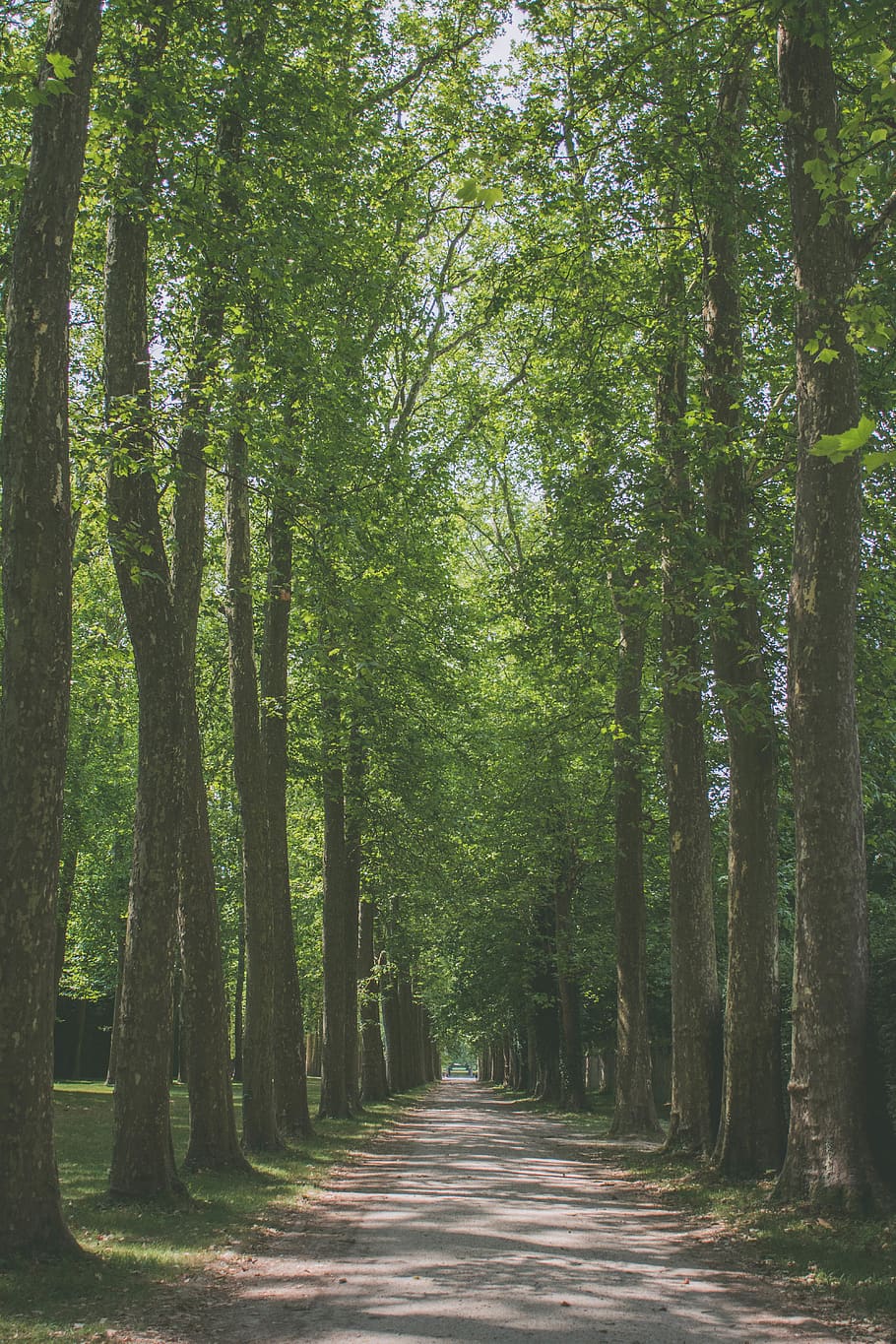 gray pathway between trees, plant, direction, the way forward HD wallpaper