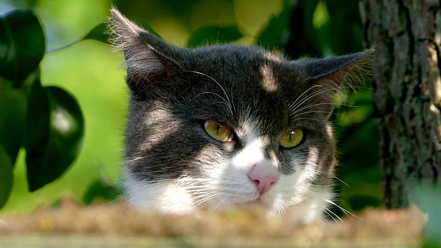 cat, pet, animal, cute, black and white cat, cat face, sweet HD wallpaper