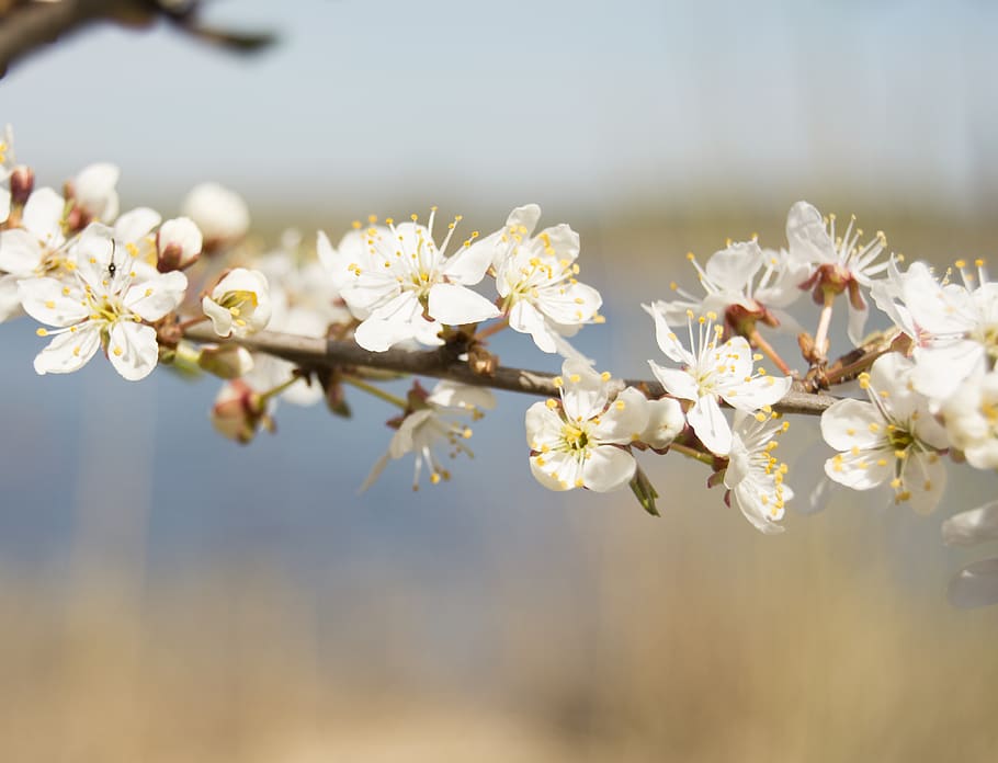 spring, nature, blossom, petals, natural, outdoor, flower, flowering plant HD wallpaper