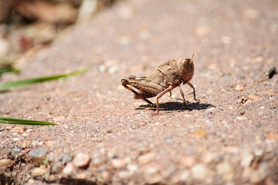 macro, bug, wildlife, animal, micro, grass hopper, close up HD wallpaper