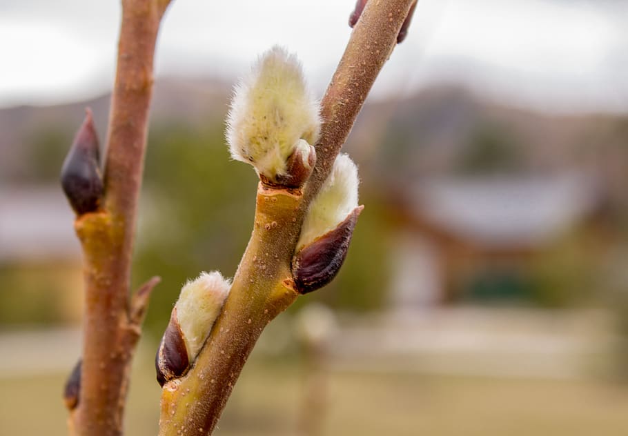 spring, verba, nature, kidney, willow, branch, dissolved, close-up HD wallpaper