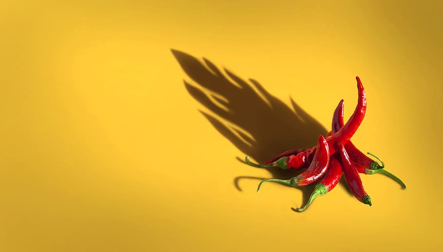 yellow, colored background, close-up, studio shot, flower, freshness HD wallpaper