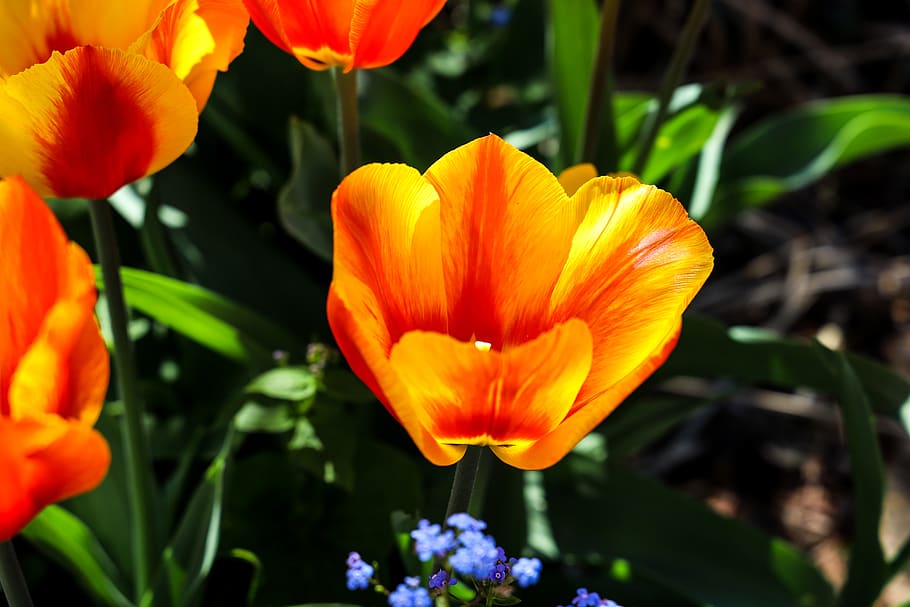 tulip, bright red, flowers, macro, spring, easter, close up HD wallpaper