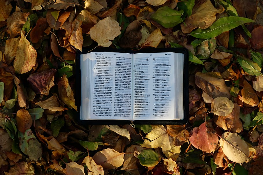 leaf, plant part, change, leaves, autumn, nature, day, communication HD wallpaper