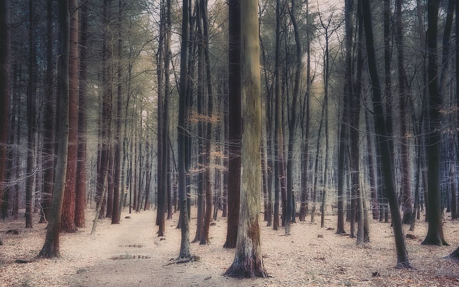 forest tree barks, plant, vegetation, woodland, nature, outdoors HD wallpaper