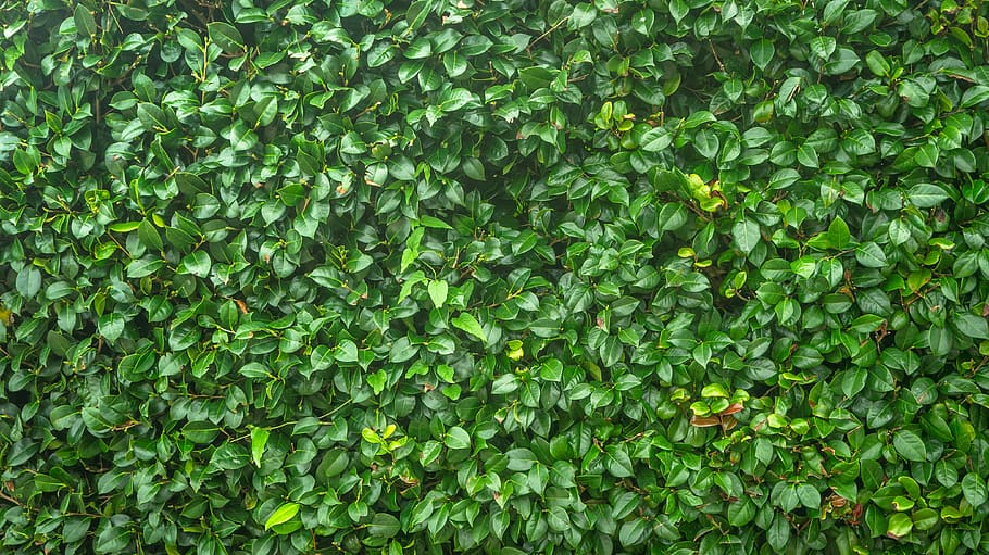 leaf, green, nature, plants, the leaves, background, forest HD wallpaper
