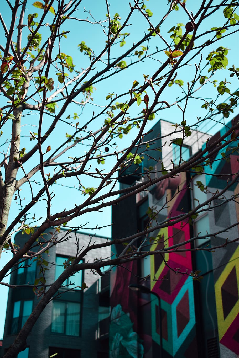 New Blossoming Tree Near Multicolored Building, architectural design HD wallpaper