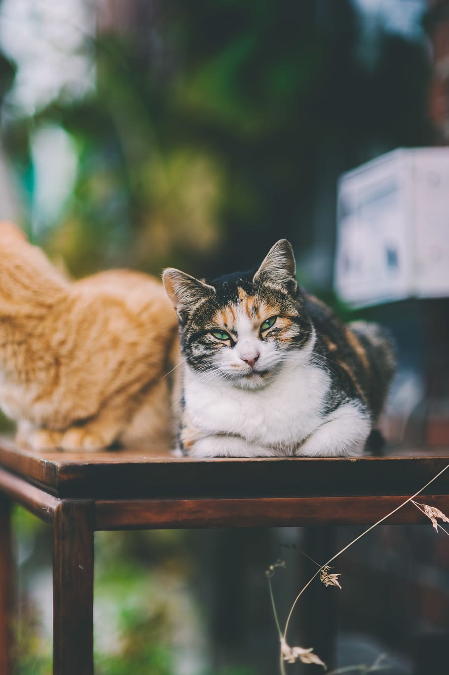two cats on table, pet, animal, mammal, manx, wood, abyssinian HD wallpaper