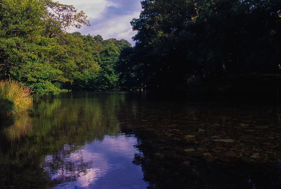 water, forest, trees, clouds, sunnny, reflection, plant, tranquility HD wallpaper
