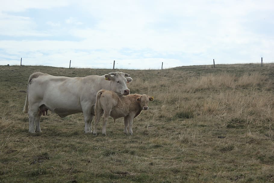 cows, meadows, grass, pastures, animals, horns, calf, mammal HD wallpaper