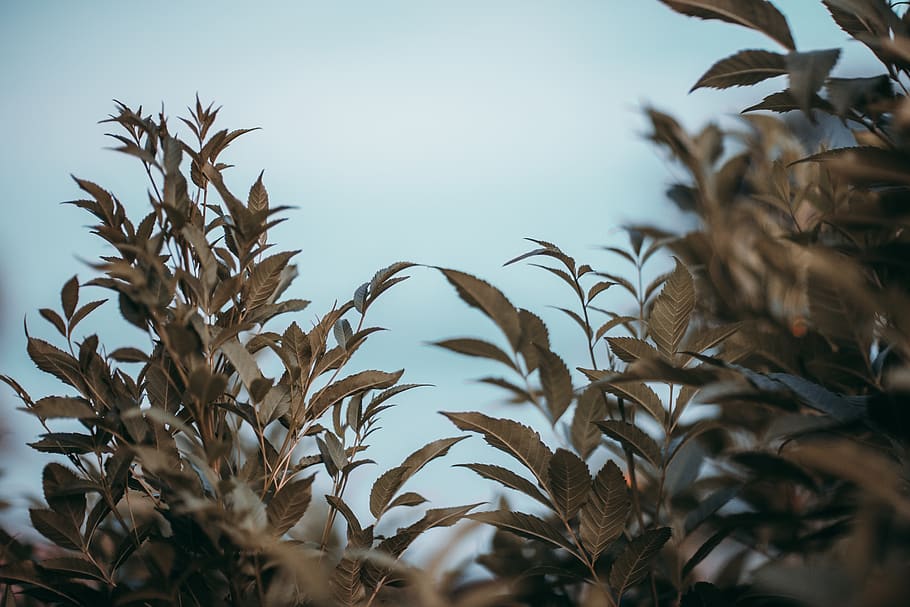 Picture of Green Shrubbery, branch, close-up, focus, fresh, growth HD wallpaper