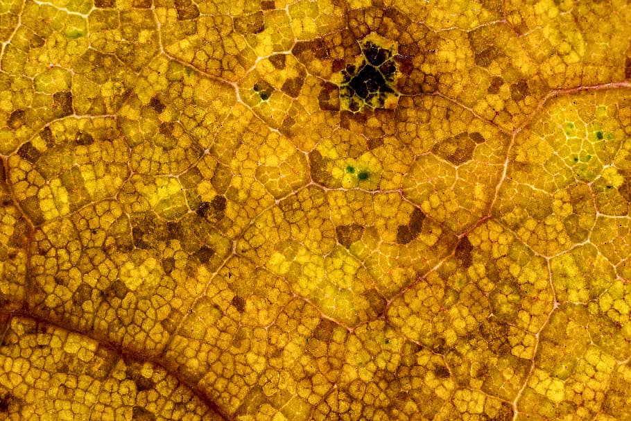 croatia, zagreb, texture, yellow texture, macro texture, lines HD wallpaper
