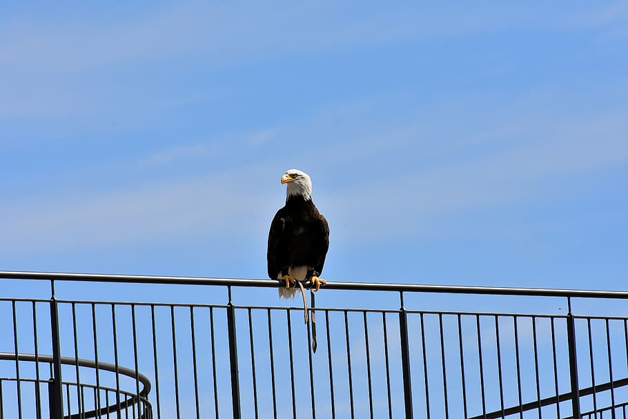 adler, bald eagle, sit, bird, raptor, bird of prey, bill, wild bird HD wallpaper