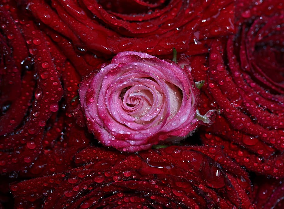rose, red, pink, drops, water, flower, plant, romantic, petal HD wallpaper