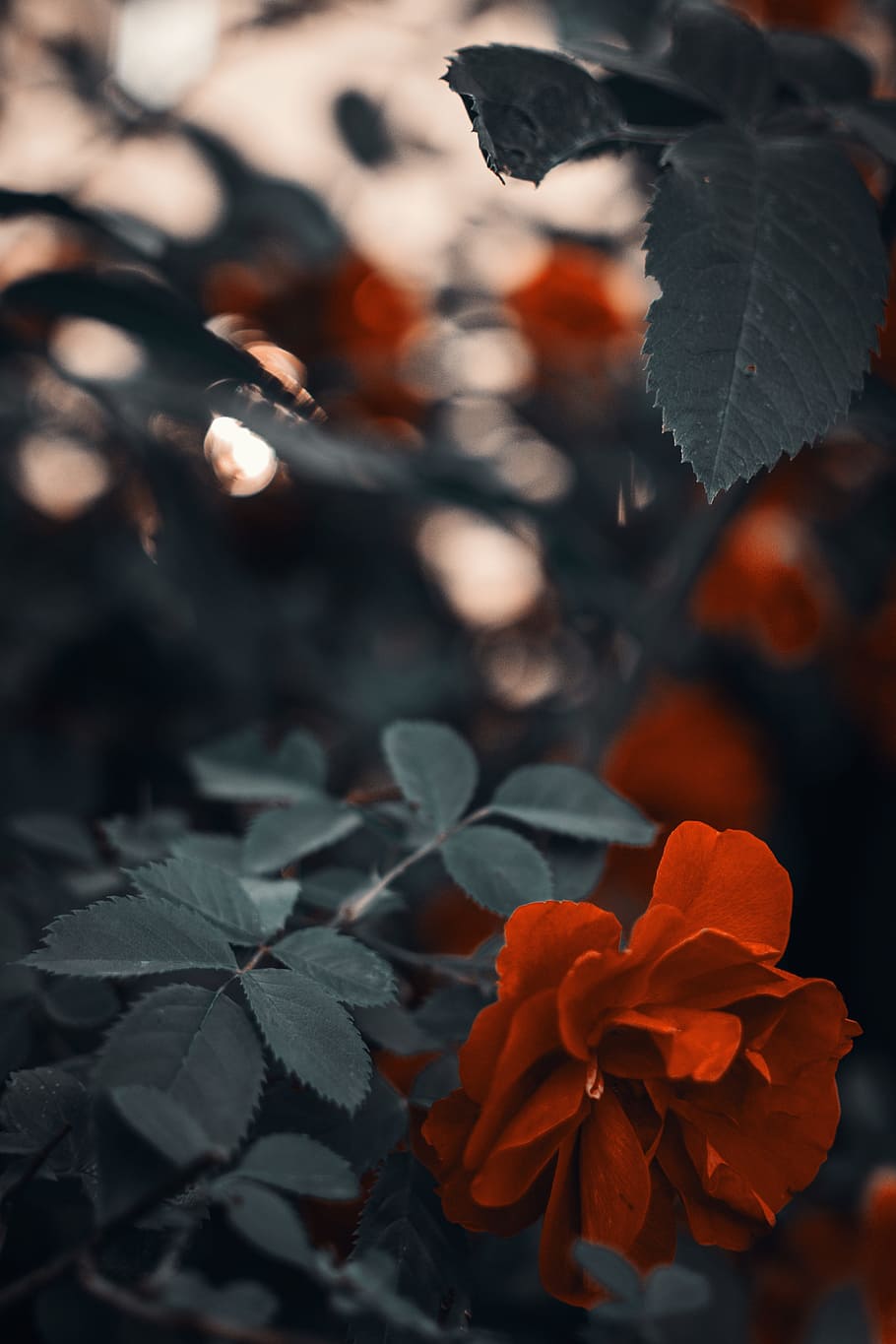 Photo of Red Rose, beautiful, bloom, blooming, flora, flower HD wallpaper