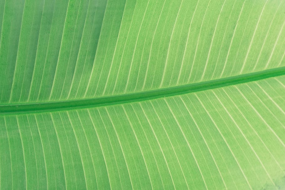 green leaf, green color, plant part, full frame, backgrounds HD wallpaper