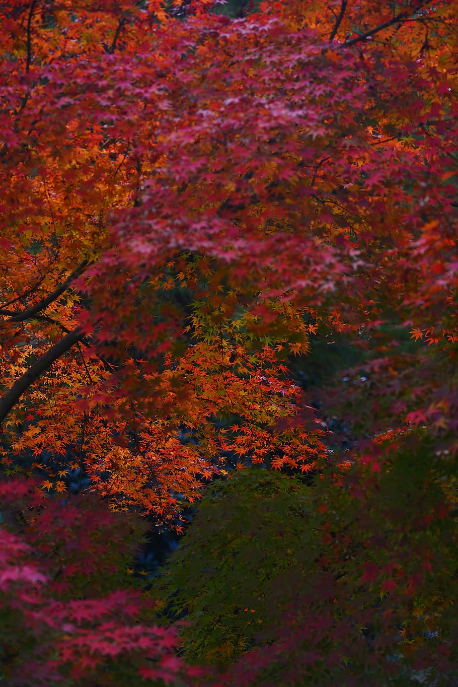 multicolored flowering trees view, change, autumn, plant, beauty in nature HD wallpaper