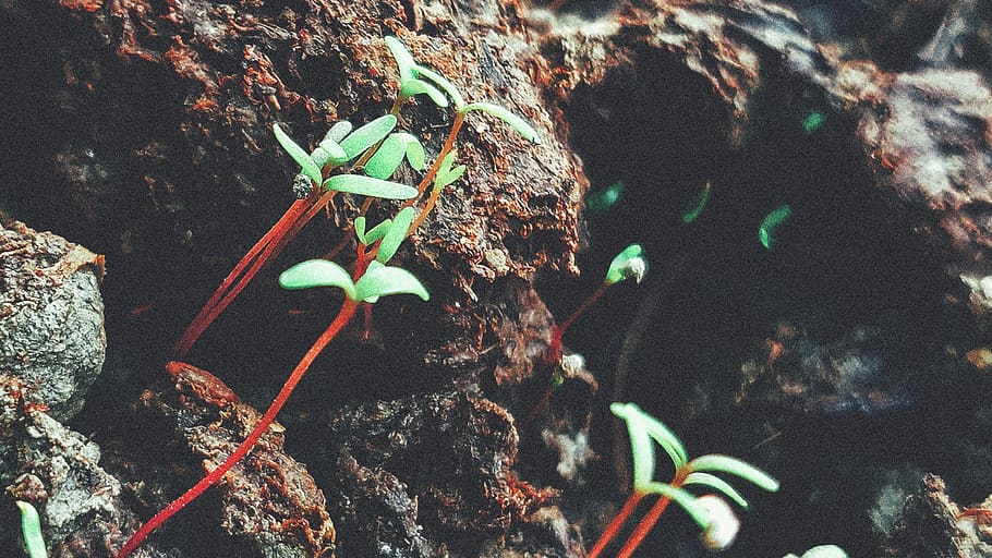 nature, leaves, leaf, mud, soil, tree, forest, trees, grain HD wallpaper