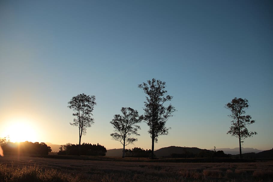brazil, jacinto machado, tree, sky, sunset, plant, tranquility HD wallpaper