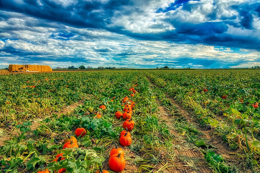 pumpkin patch, field, farm, agriculture, sky, clouds, landscape HD wallpaper