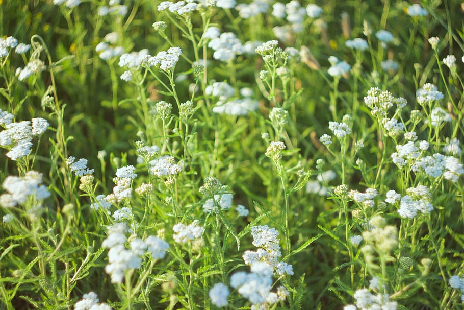сумы, flora, chamomile, camomile, greens, verdure, summer HD wallpaper