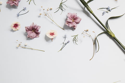 pink flowers, united states, durham, minimal, flatlay, white space HD wallpaper