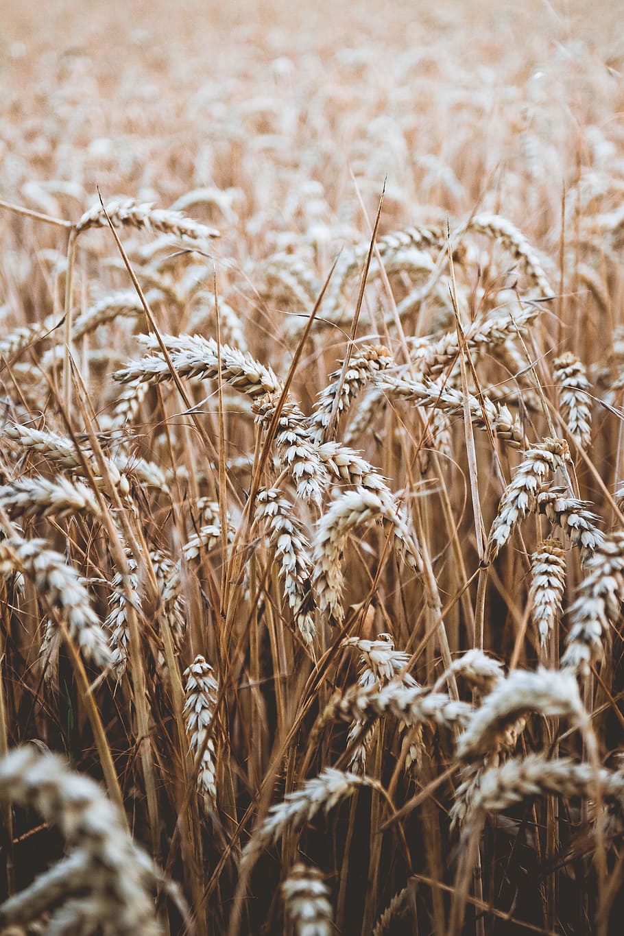 wheat field, harvest, bokeh, blur, tan, cereal, getreide, corn, HD wallpaper