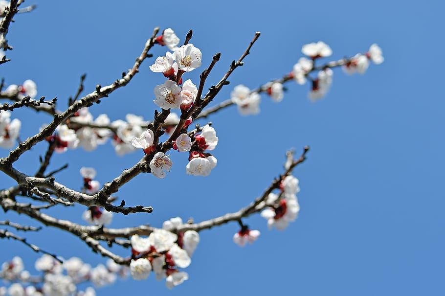 spring, cherry blossom, bloom, white flower, branch, blooms at HD wallpaper