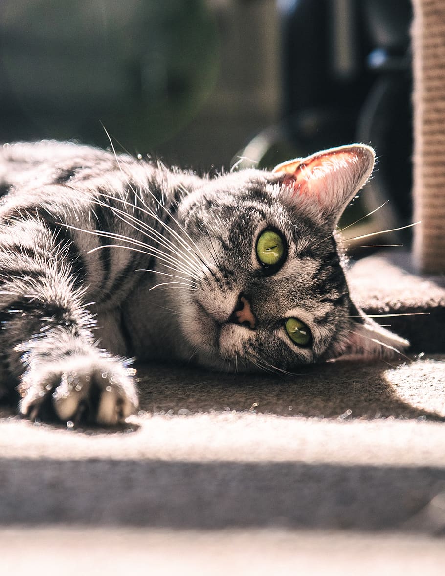 silver tabby cat lying on gray surface, animal themes, one animal HD wallpaper